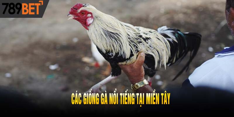 Đá Gà Miền Tây: Sức Hấp Dẫn Đỉnh Cao Đến Từ Hùng Kê