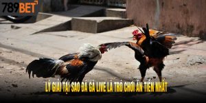 Lý Giải Tại Sao Đá Gà Live Là Trò Chơi Ăn Tiền Nhất